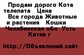  Продам дорого Кота-телепата › Цена ­ 4 500 000 - Все города Животные и растения » Кошки   . Челябинская обл.,Усть-Катав г.